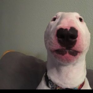 Meet your Posher, Walter